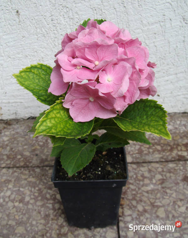 HORTENSJA BODENSEE sadzonki w doniczkach kujawsko-pomorskie Ustronie