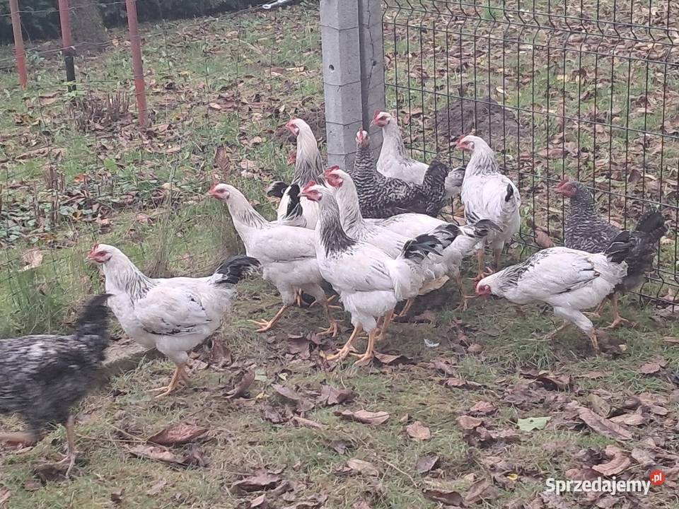 KogutKoguty Tryńcza