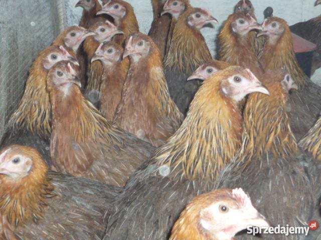 KURY zielononóżki 715tyg odchowane szczepione Zwierzęta Świecie