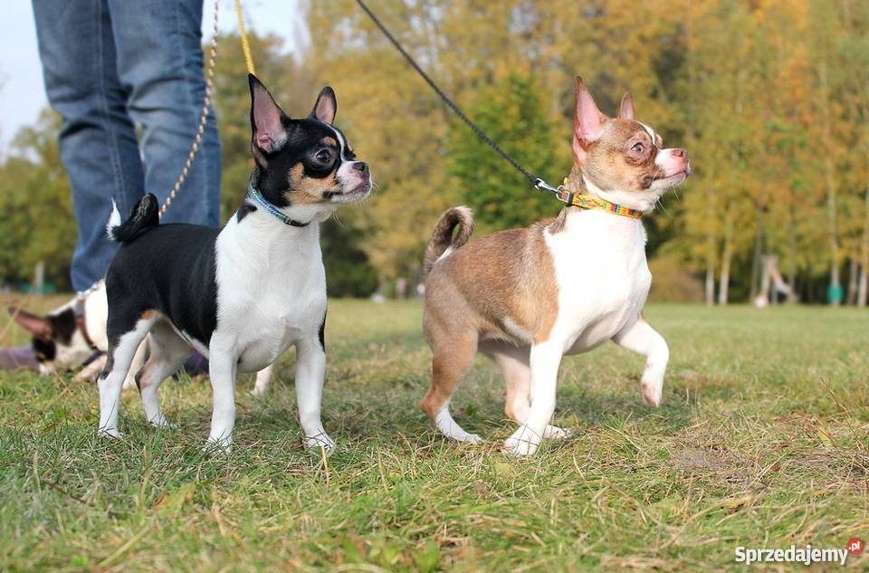 Chihuahua z rodowodem ZKwP Psy łódzkie Zgierz