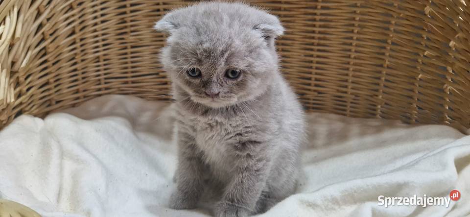 Kocurek Szkocki liliowy zwisłouchy śląskie Katowice