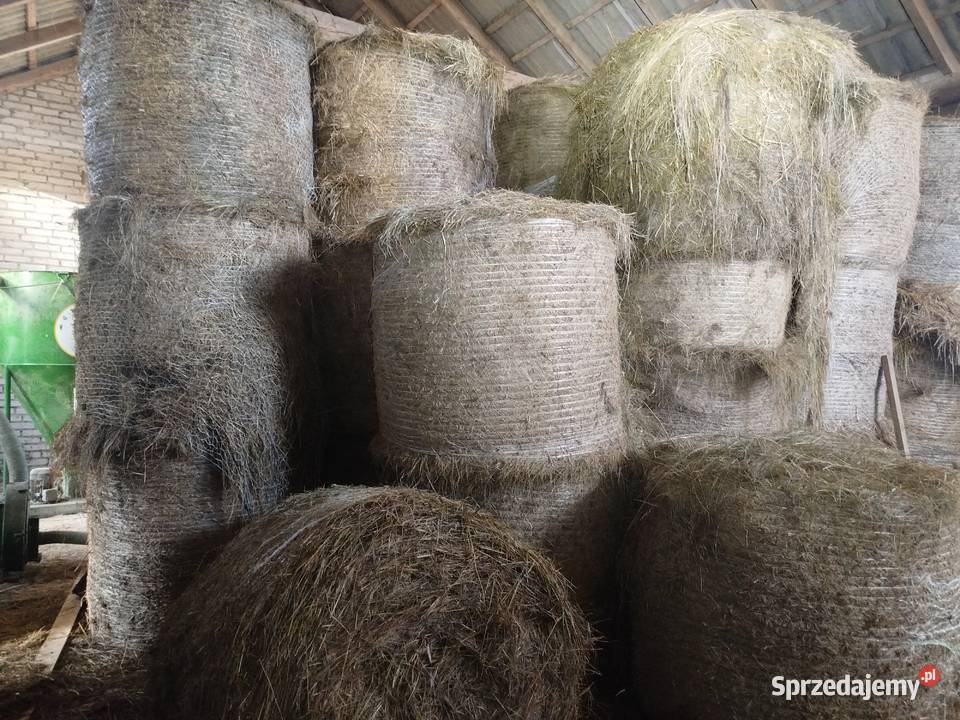 Sprzedam siano w belach Kaplonosy sprzedam