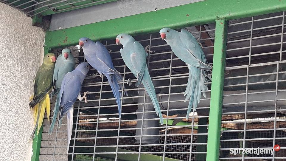 Aleksandretta aleksy aleksandretty obrożna Chrzypsko Małe