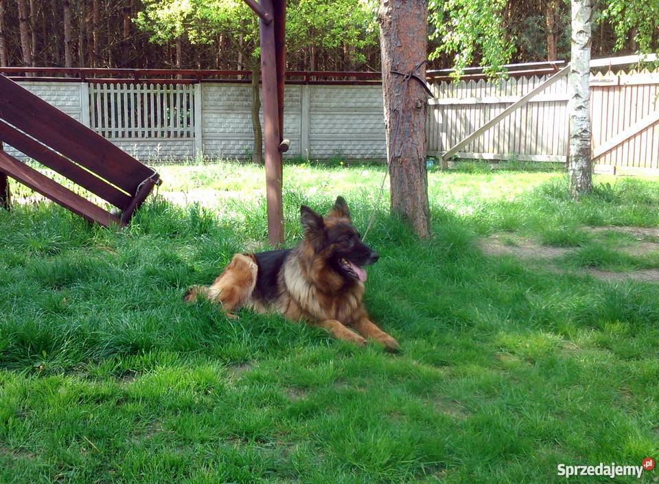 Owczarek Niemiecki Dlugowlosy Sliczne Krawce