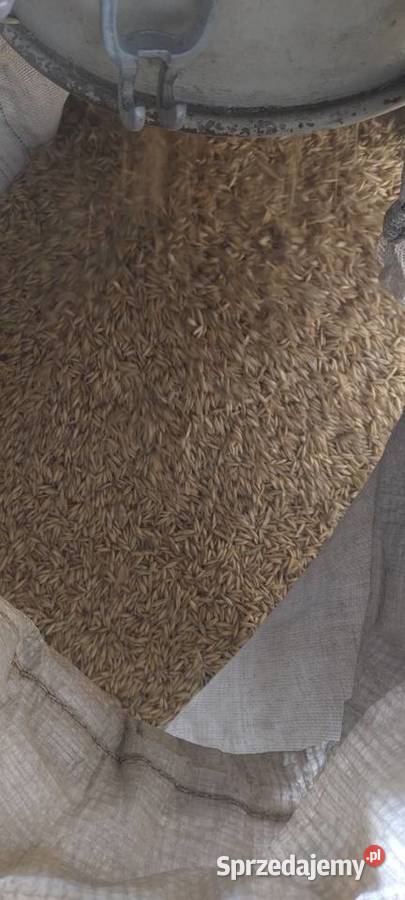Sprzedam nasiona owsa Bedlno sprzedam