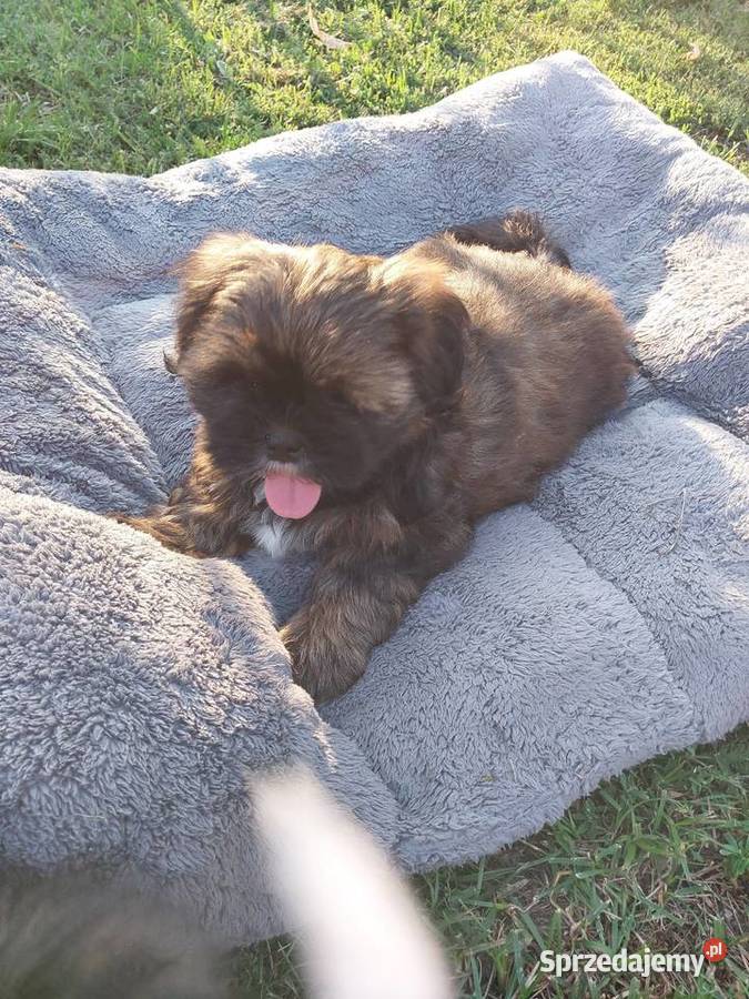 Shih tzu łódzkie