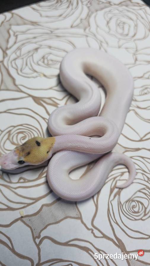 Wąż pyton królewski python regius samiec Wrocław sprzedam