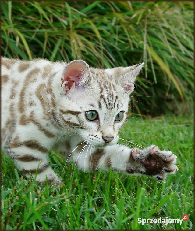 Kocurek Bengalski Snow Lynx Gotowy do odbioru Bengalski Dzierżoniów sprzedam