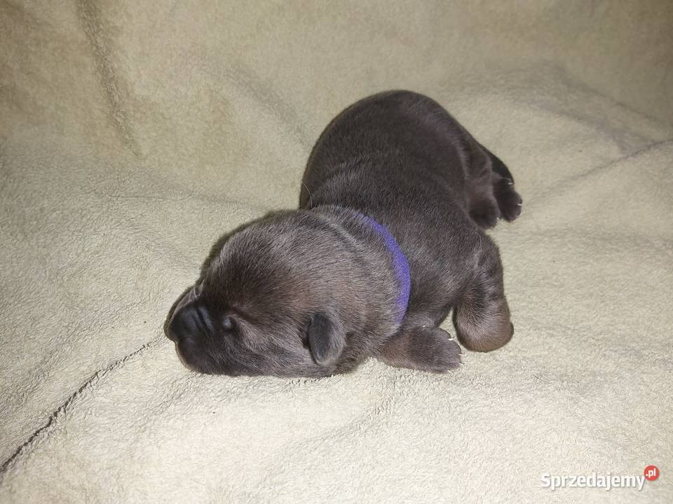 Owczarek niemiecki szczenięta