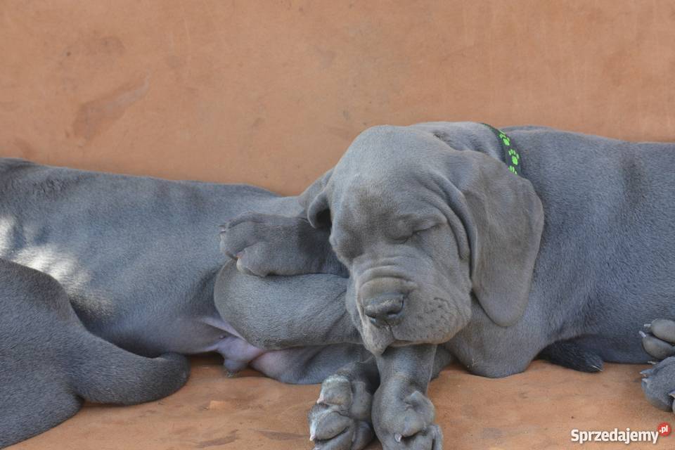 Dog Niemiecki błękitne śląskie