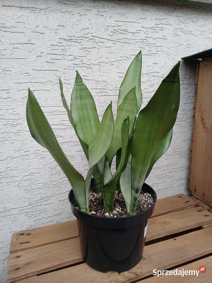 Sansewieria moonshine sansevieria trifasciata