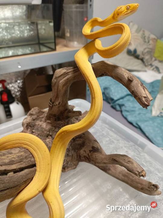 Boa Leśny samica Gady i płazy śląskie Myszków