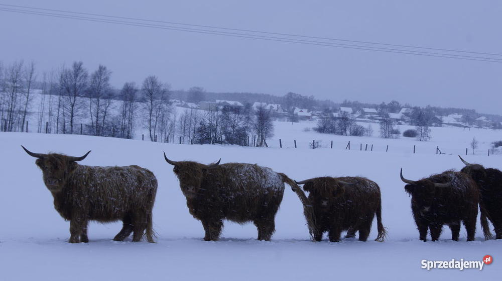 stado bydła Highland Cattle szkocka górska Niepoczołowice