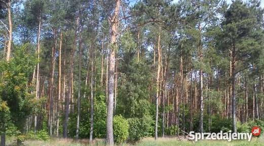 Sprzedam Las 5 ha Józefowo gmina Radzanów Radzanów