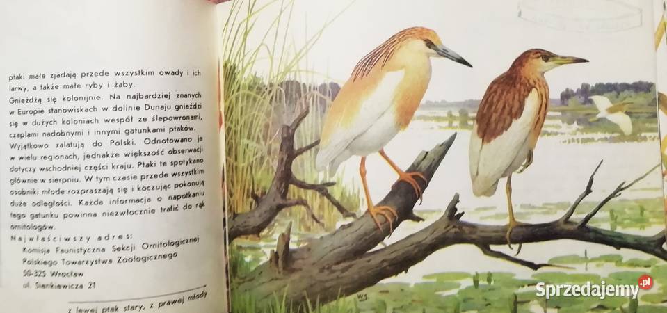 Ptaki chronione w Polsce Kraków