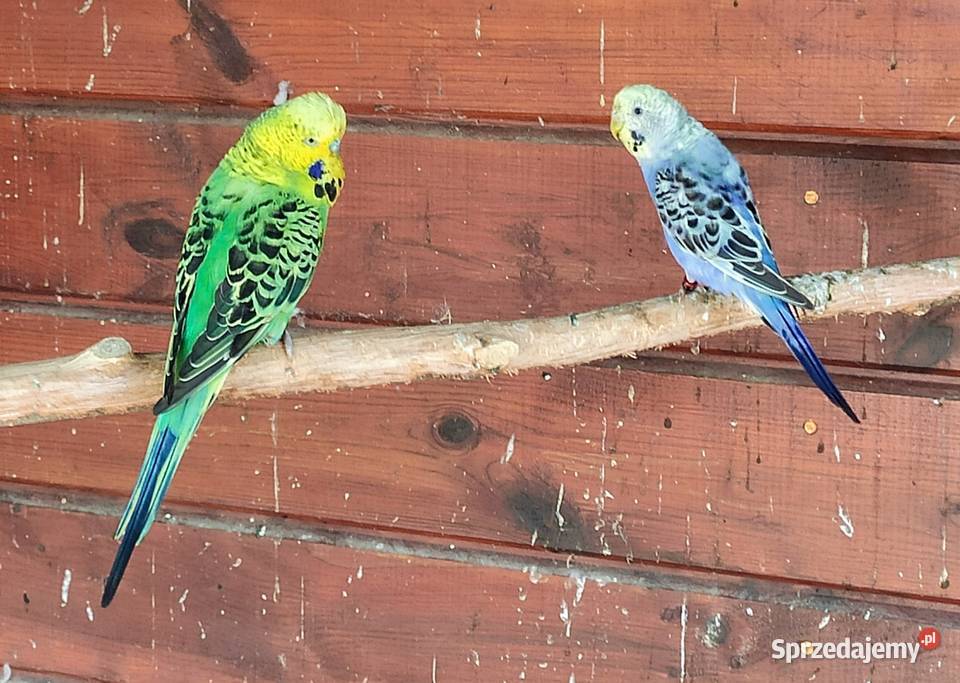Papugi faliste sprzedam