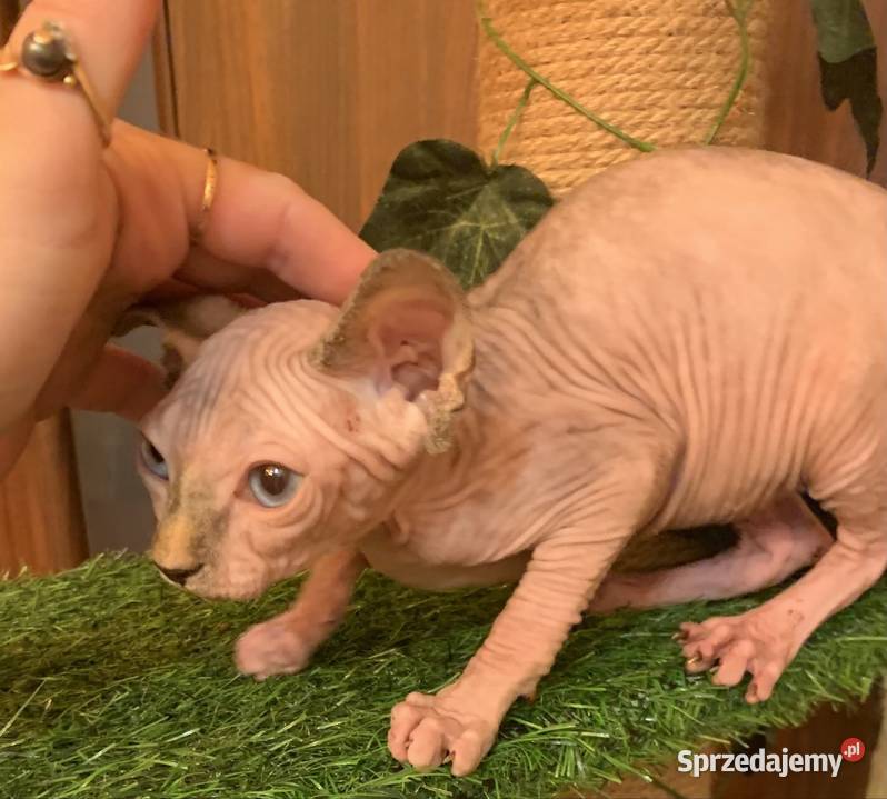 Sfinks Kanadyjski Rezerwacja kotki Leszno sprzedam