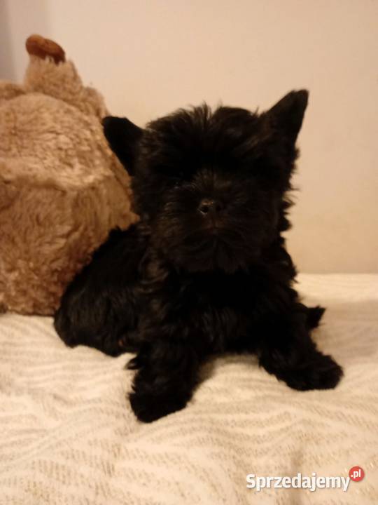 York Terrier Mini Wilków