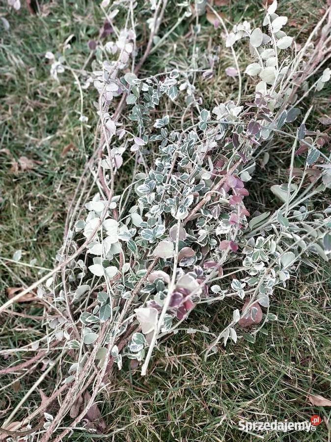 Trzmielina pnącze cięte Jaworzno