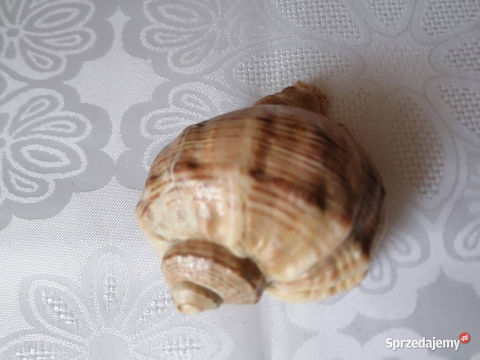 Muszla rapana venosa 11x9Muszelka ślimaka Łódź