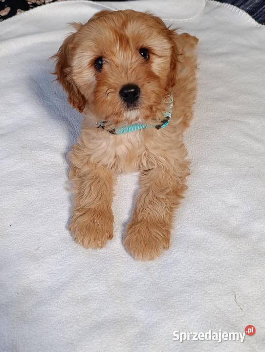 Suczka Cavapoo Szczaworyż