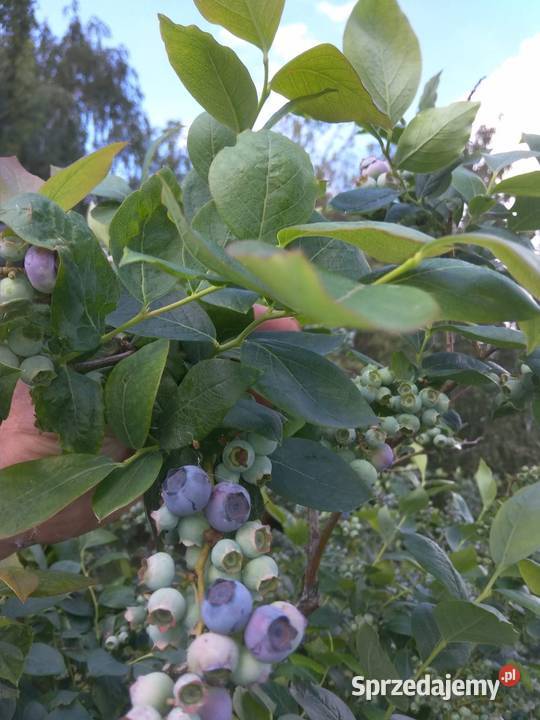 Sprzedam plantację borówki amerykańskiej Sierzchowy sprzedam
