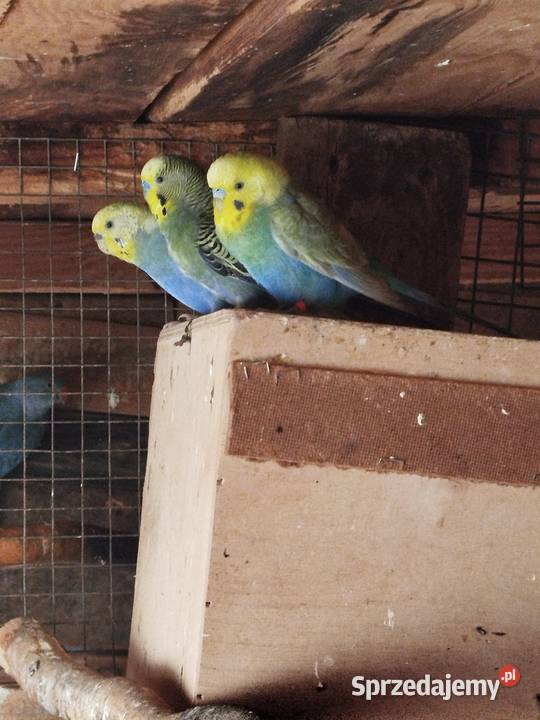 Sprzedam Nimfy Faliste Bukowiec