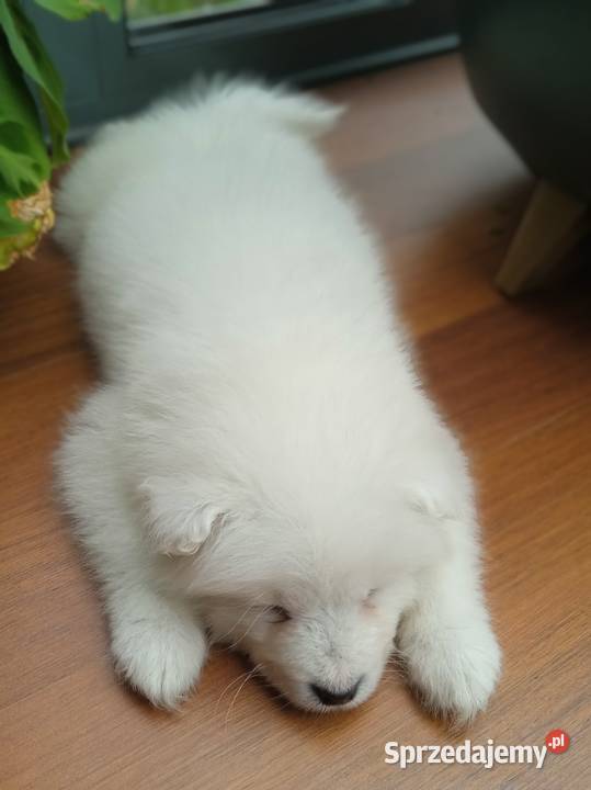 Samoyedy z hodowli Pozostałe Łódź