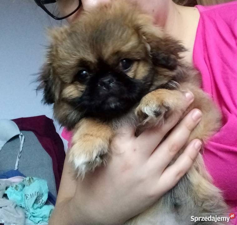 Suczka Pekińczyk Koluszki