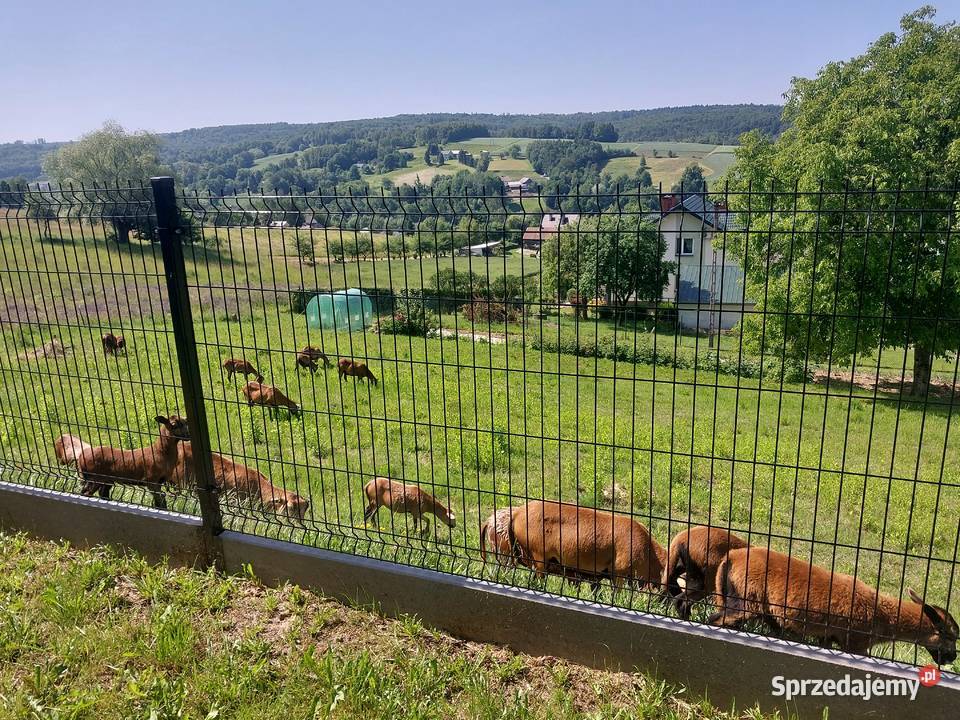 Sprzedam barany barbadosy Pozostałe Dębica