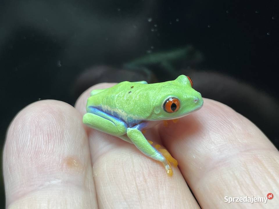 chwytnica czerwonooka Agalychnis callidryas w Gliwice