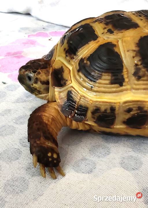 Żółw Stepowy łódzkie Bełchatów