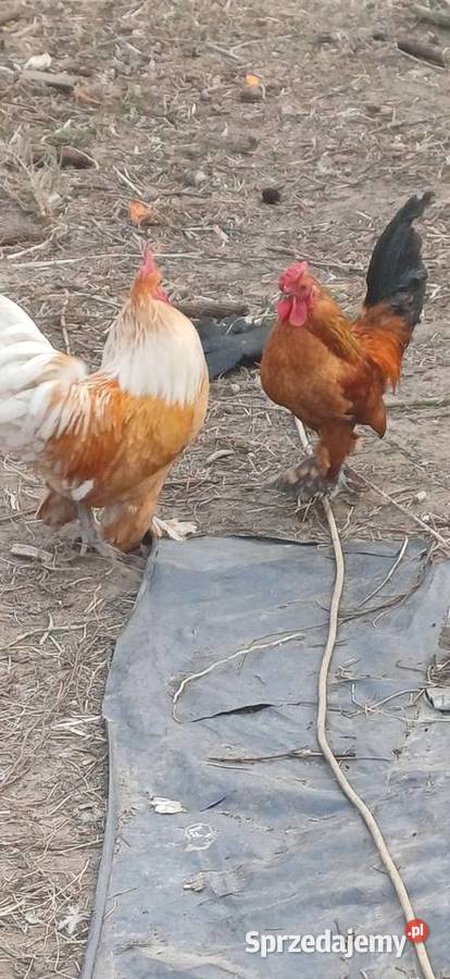 Koguty Miniaturki Zaborówek