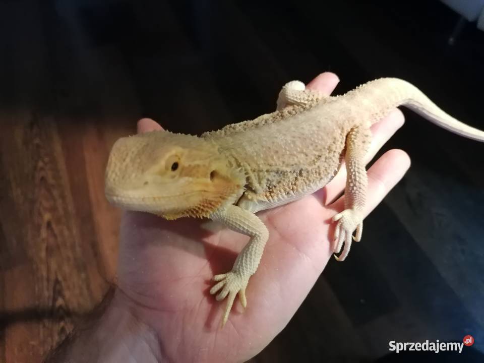 sprzedam 2 agamy brodate z terarium Gady i płazy pomorskie Kwidzyn