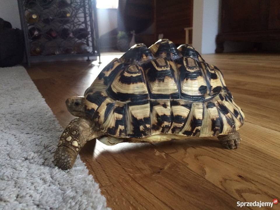 Żółw Lamparci Pozostałe Słupsk