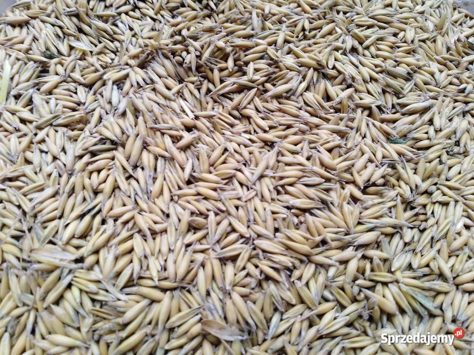 Sprzedam owies Rambo centrali zwykły Zbiór 2025 Wilkowa sprzedam