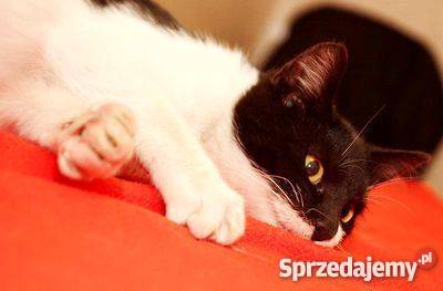 Kicie szukają domu Białystok