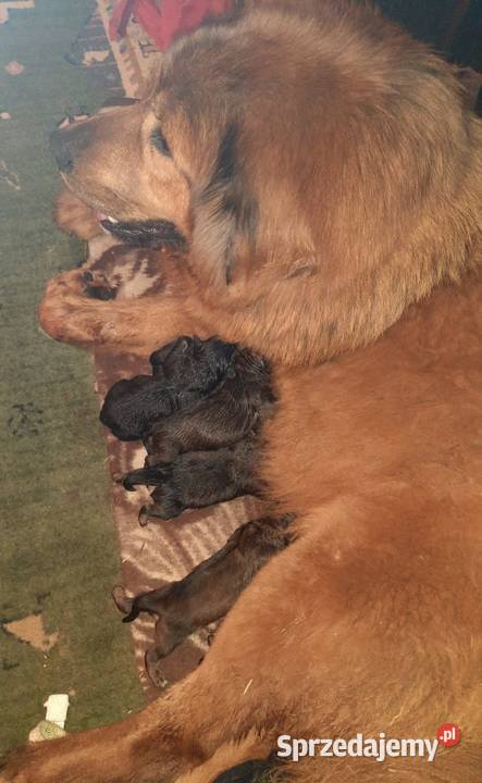 Mastif Tybetański szczeniak Sandomierz
