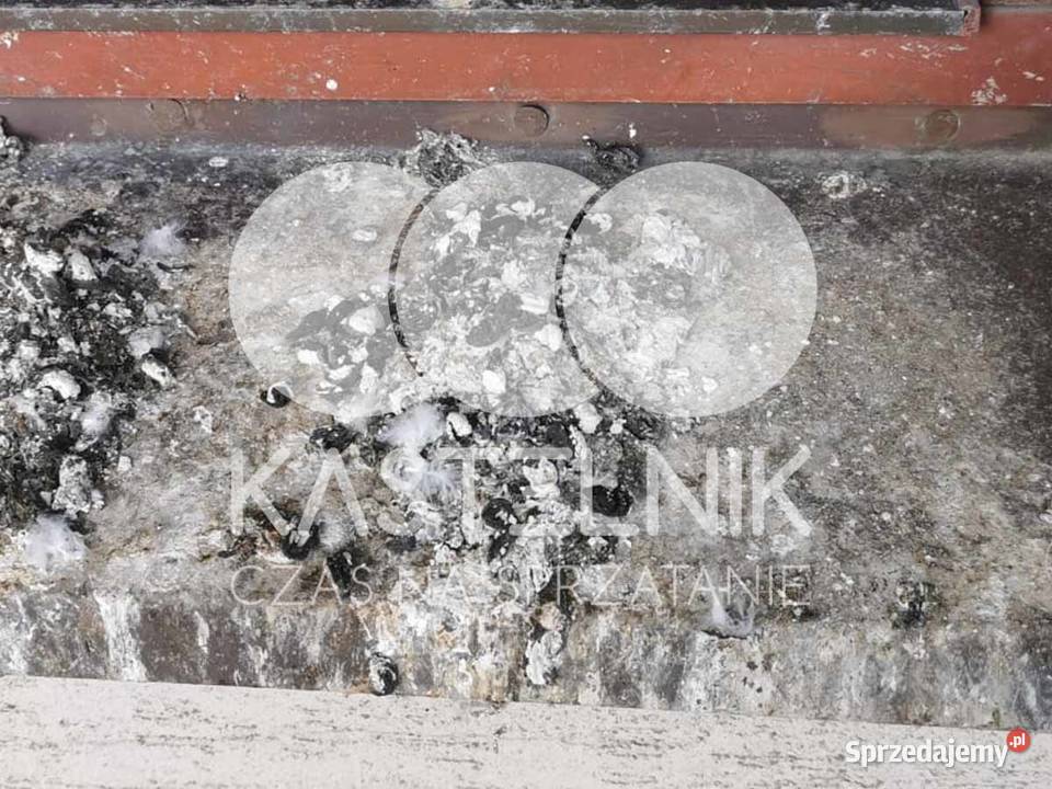 Sprzątanie gołębiach Piła Kastelnik mycie