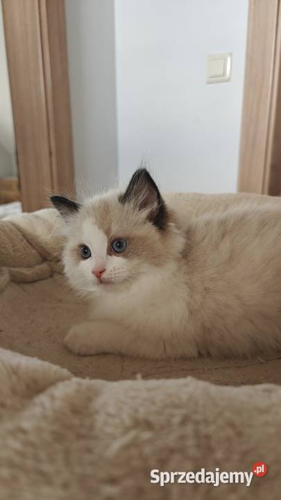 Cudowne kociaki Ragdoll FPL prawdziwy rodowód lubelskie Lublin