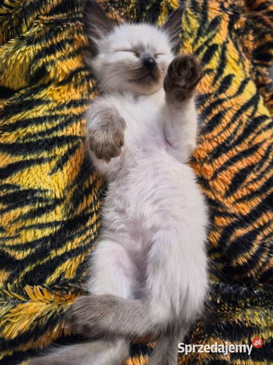 Sprzedam koty syjamskie starego sprzedam