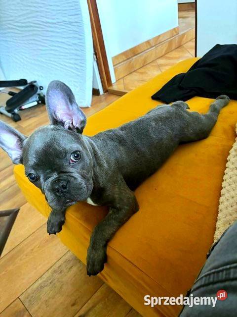 Buldog francuski blue Pabianice