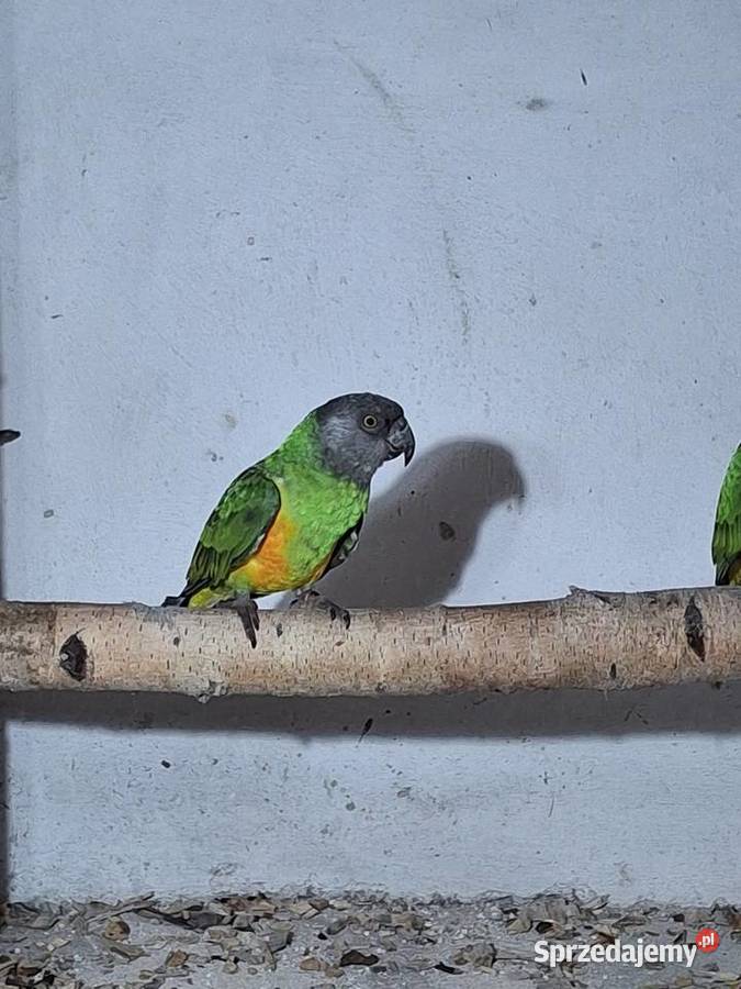 Sprzedam senegalka afrykańska Ptaki Ptaki Wodzisław Śląski
