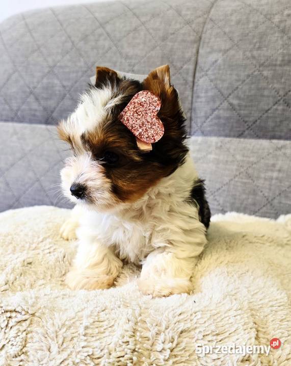 Prześliczna suczka Biewer Yorkshire Terrier Orzesze