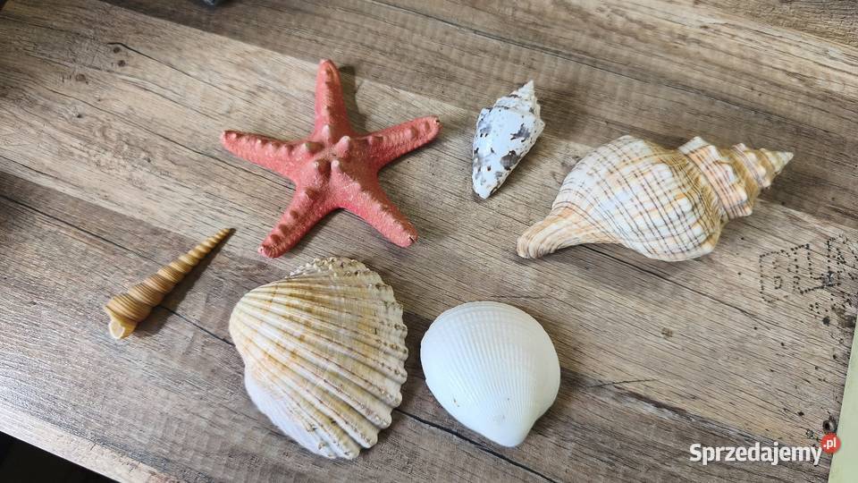 Muszelki różne rodzaje Pozostałe Swarzędz