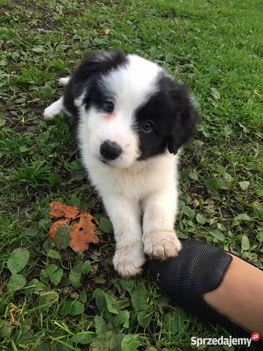 SUCZKI rasy Border Collie Namysłów