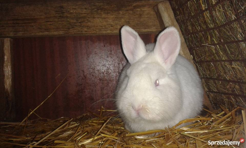 Sprzedam króliki hodowlanemieszańce BO wyprzedaż podlaskie
