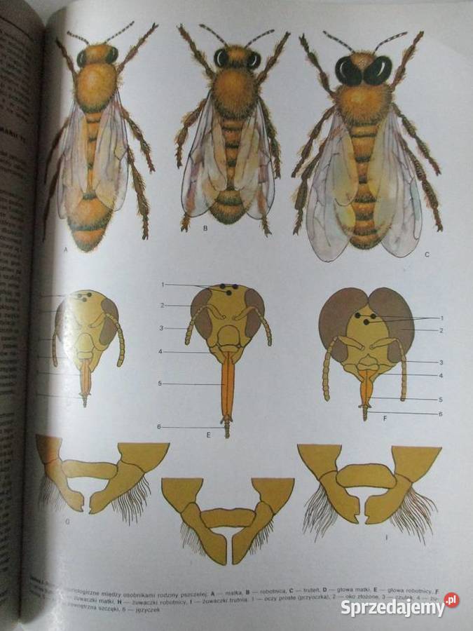 Atlas uszkodzeń drzew i krzewów drzewa szkodniki Łódź