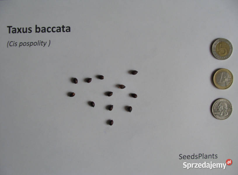 CIS POSPOLITY Taxus baccata NASIONA 140 sztuk Lubanie