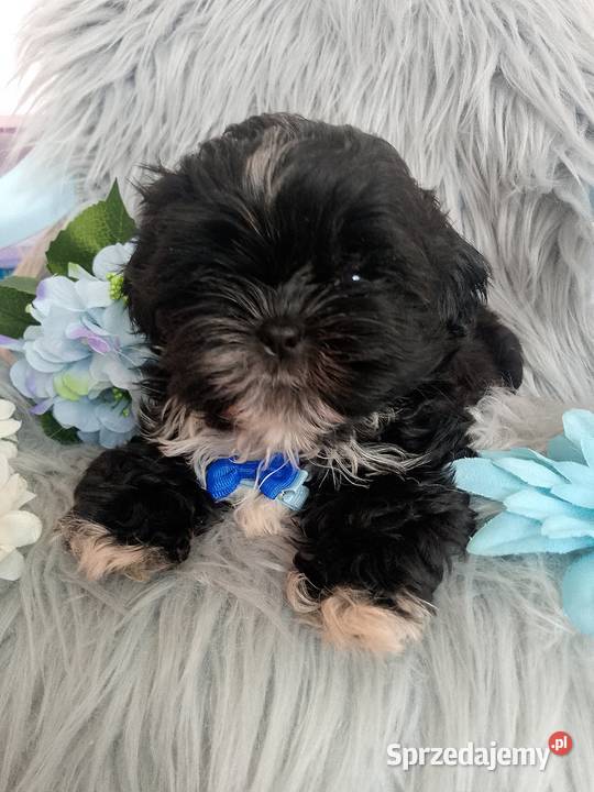Czarny piesek rasy ShihTzu Kępno sprzedam